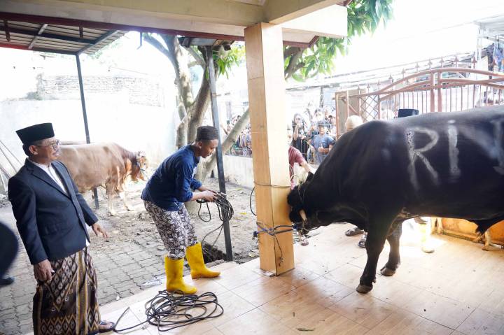 Wali Kota Tangerang Sachrudin menyaksikan langsung proses penyembelihan sapi kurban bantuan Presiden Prabowo Subianto di Masjid Al Hidayah, Cipondoh, Kota Tangerang