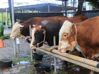 Daging Kurban Bau Prengus dan Alot? Ini Rahasia Mengolah Daging Iduladha Jadi Empuk dan Lezat