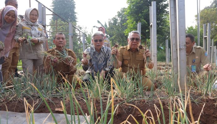 Wali Kota Tangerang Selatan Benyamin Davnie menghadiri panen perdana bawang merah varietas Batu hasil uji coba penggunaan pupuk bio-organik berbasis mikroba di wilayah dataran rendah.